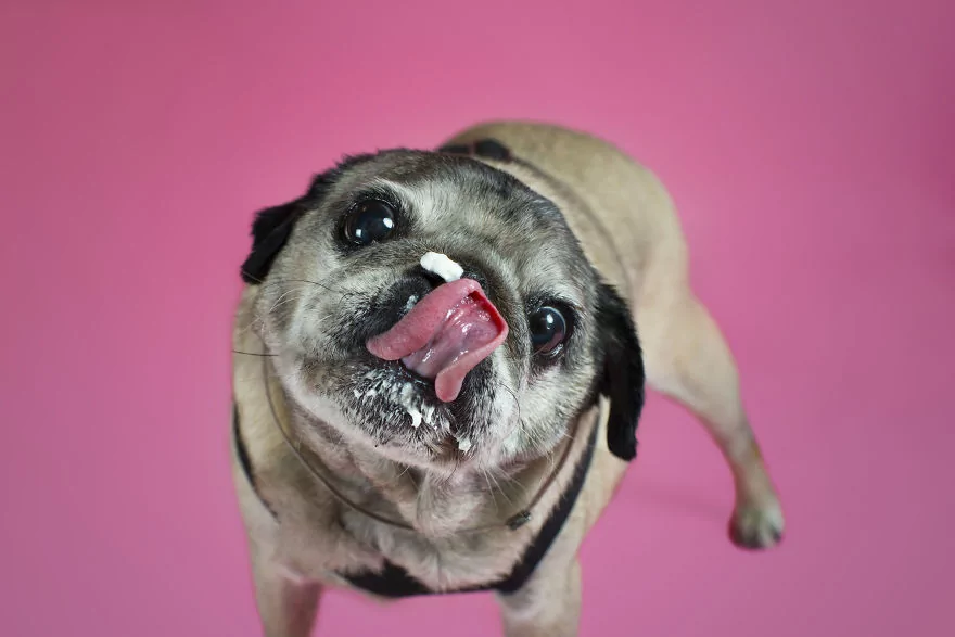 Sahip bekleyen 'Pug'lardan beni al pozu