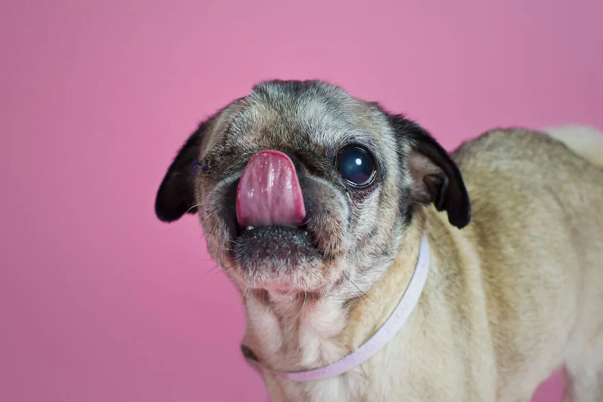 Sahip bekleyen 'Pug'lardan beni al pozu