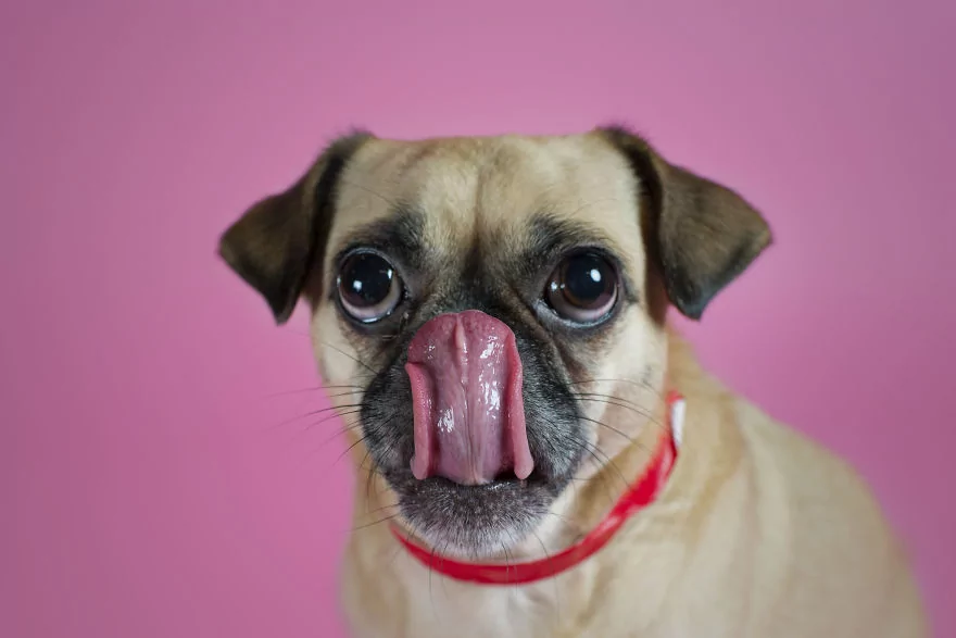 Sahip bekleyen 'Pug'lardan beni al pozu