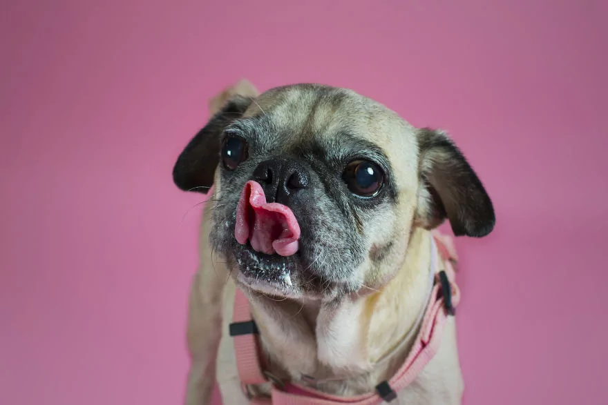 Sahip bekleyen 'Pug'lardan beni al pozu