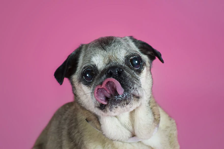 Sahip bekleyen 'Pug'lardan beni al pozu