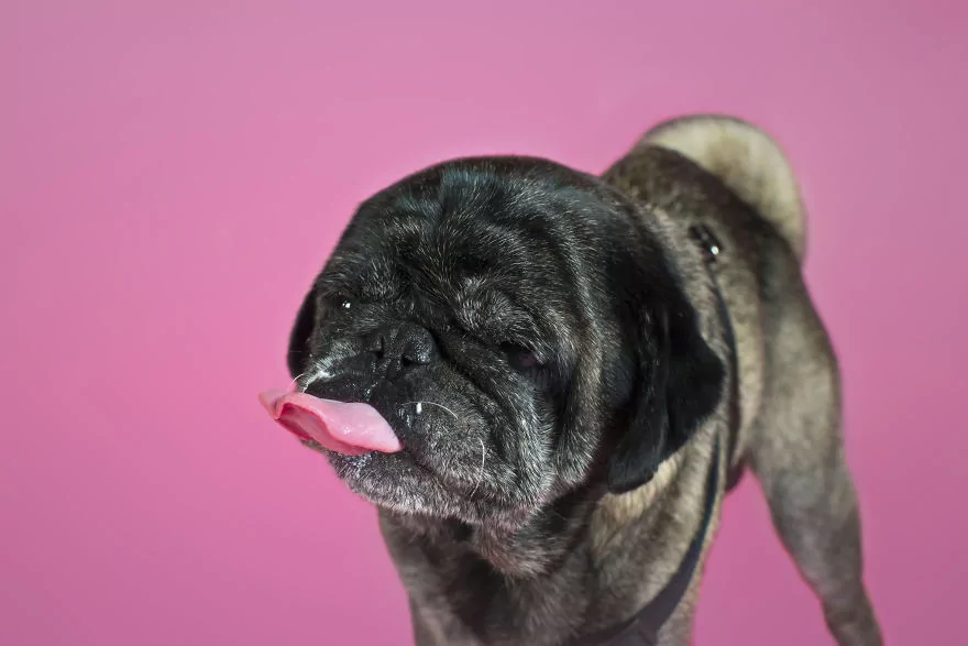 Sahip bekleyen 'Pug'lardan beni al pozu