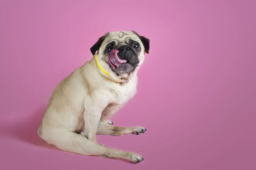 Sahip bekleyen 'Pug'lardan beni al pozu