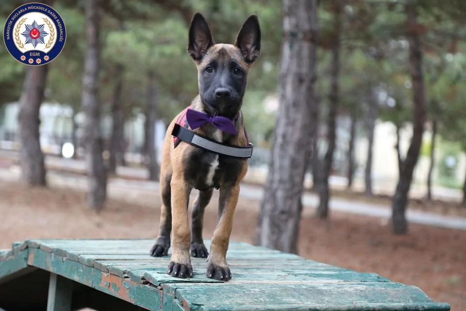 En sevimli emniyet mensupları