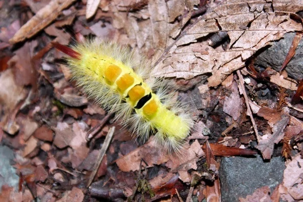 Yedigöller'in büyüleyen sonbahar manzarası