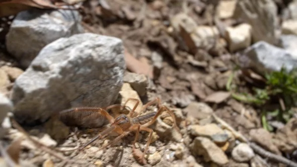 Türkiye'de bir harikalar diyarı