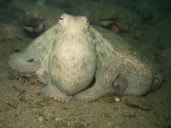 Türkiye'de bir harikalar diyarı