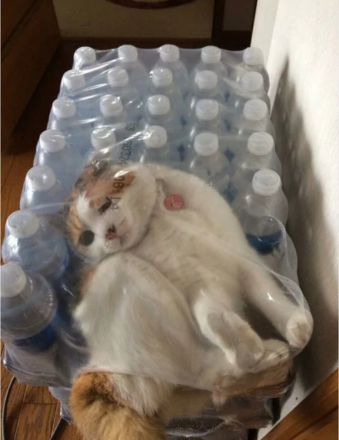 Kendilerin her yere sığma çabaları sonucu oluşan sevimli fotoğraflar