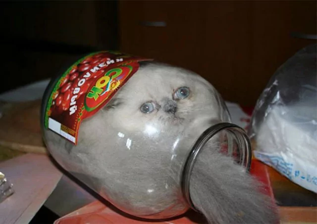 Kendilerin her yere sığma çabaları sonucu oluşan sevimli fotoğraflar