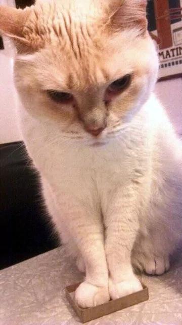 Kendilerin her yere sığma çabaları sonucu oluşan sevimli fotoğraflar