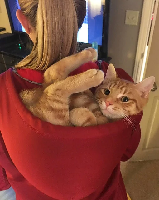 Kendilerin her yere sığma çabaları sonucu oluşan sevimli fotoğraflar