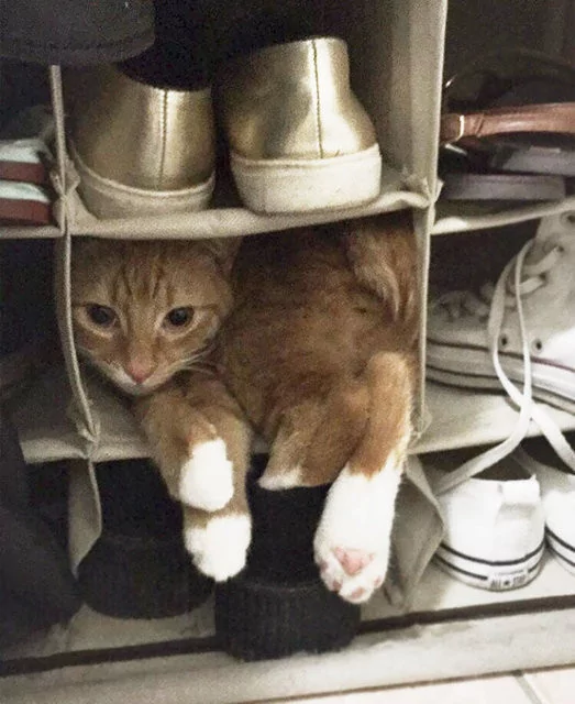 Kendilerin her yere sığma çabaları sonucu oluşan sevimli fotoğraflar