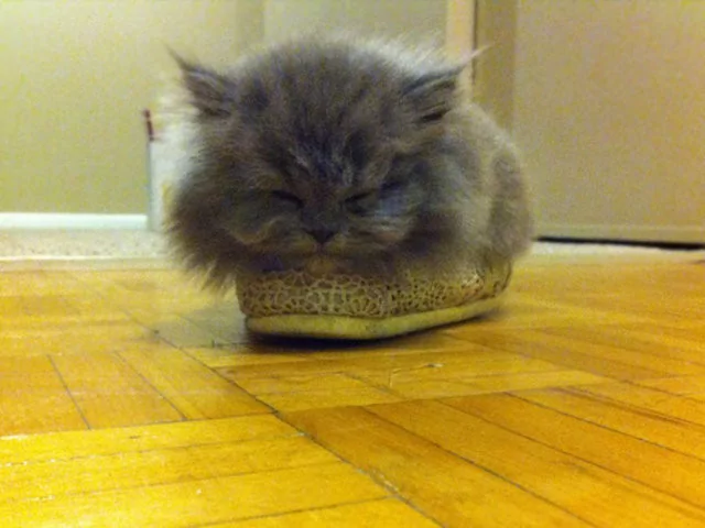 Kendilerin her yere sığma çabaları sonucu oluşan sevimli fotoğraflar