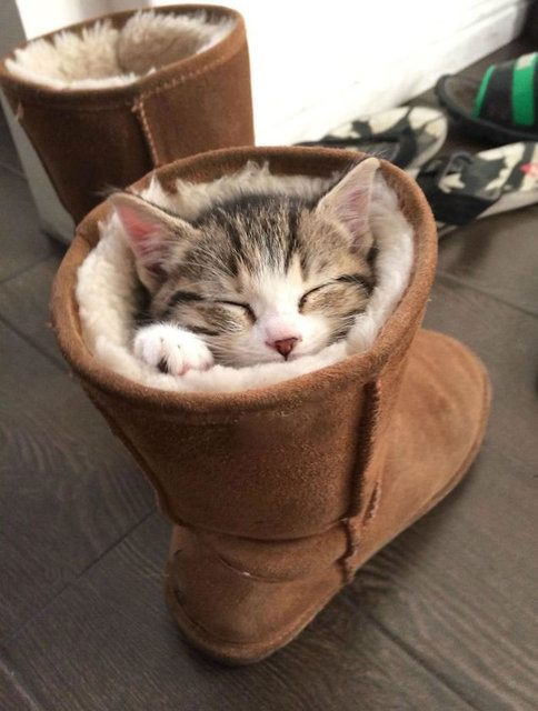 Kendilerin her yere sığma çabaları sonucu oluşan sevimli fotoğraflar