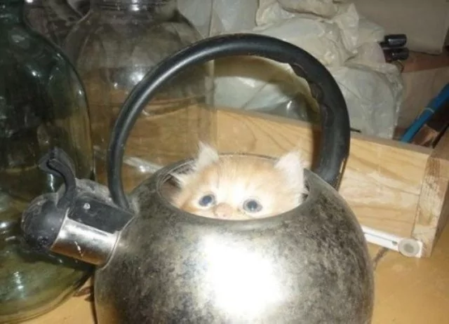 Kendilerin her yere sığma çabaları sonucu oluşan sevimli fotoğraflar