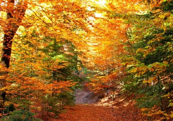 Kırmızı ve sarının görsel şöleni