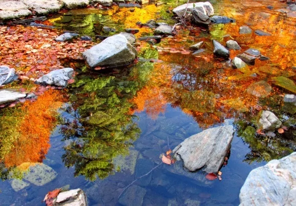 Kırmızı ve sarının görsel şöleni