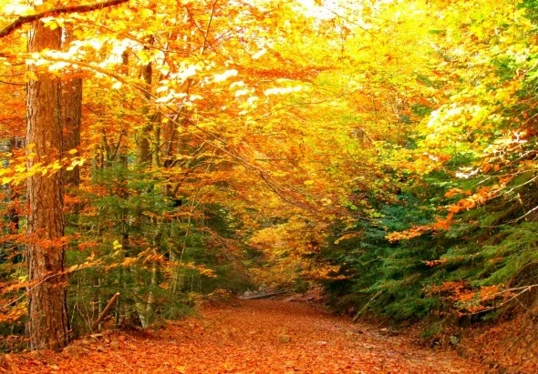 Kırmızı ve sarının görsel şöleni