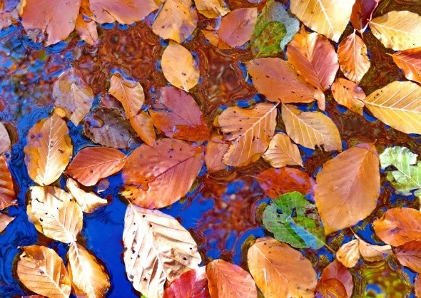 Kırmızı ve sarının görsel şöleni