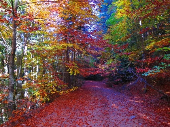 Kırmızı ve sarının görsel şöleni