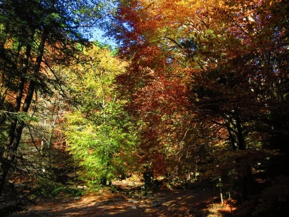 Kırmızı ve sarının görsel şöleni