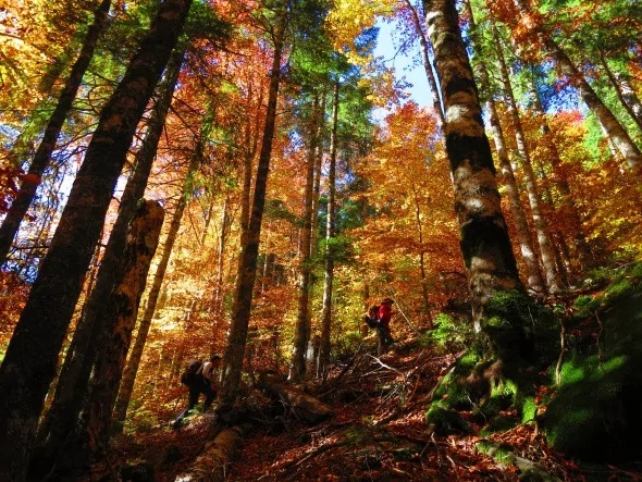 Kırmızı ve sarının görsel şöleni