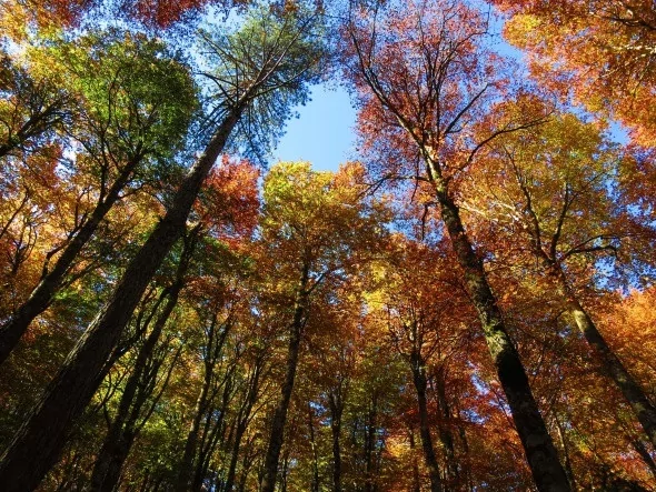 Kırmızı ve sarının görsel şöleni
