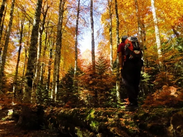 Kırmızı ve sarının görsel şöleni