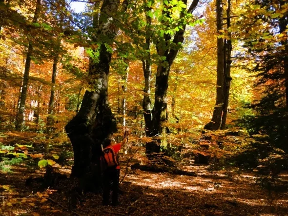 Kırmızı ve sarının görsel şöleni