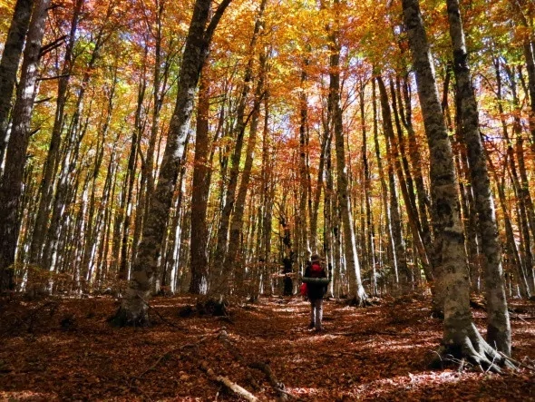 Kırmızı ve sarının görsel şöleni