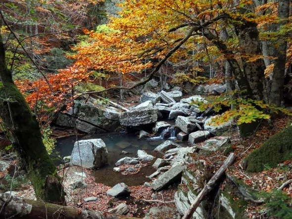 Kırmızı ve sarının görsel şöleni