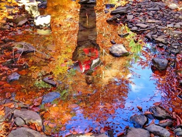 Kırmızı ve sarının görsel şöleni