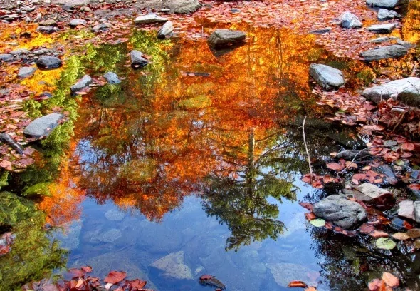Kırmızı ve sarının görsel şöleni