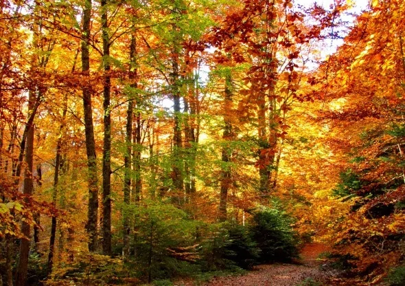 Kırmızı ve sarının görsel şöleni