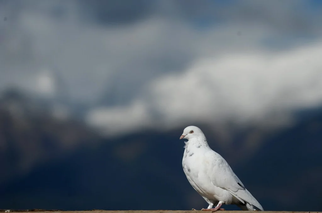 Bursa'da burayı gören hayran kalıyor!