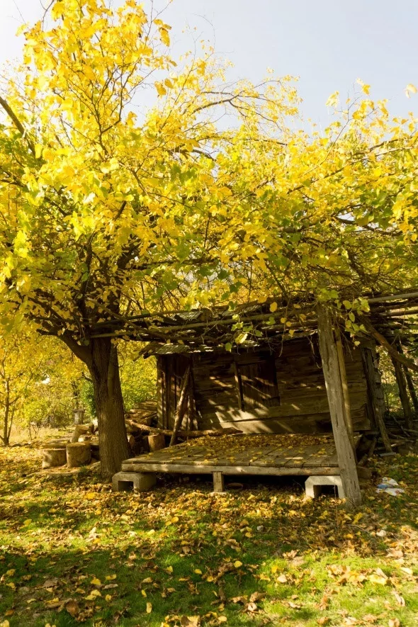 Muhteşem sonbahar renkleri