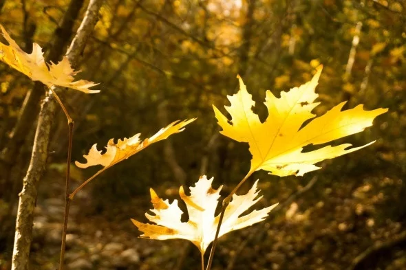Muhteşem sonbahar renkleri