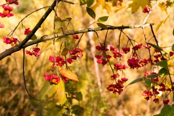 Muhteşem sonbahar renkleri