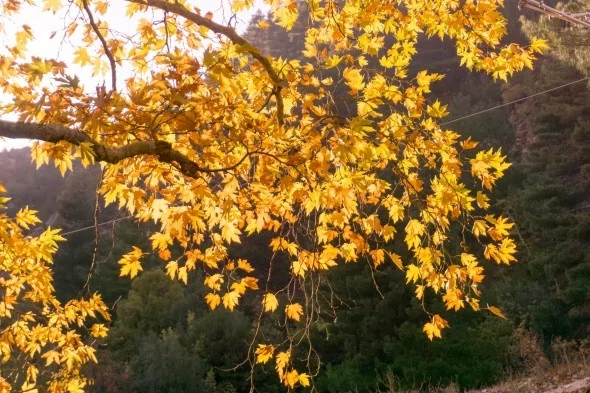 Muhteşem sonbahar renkleri