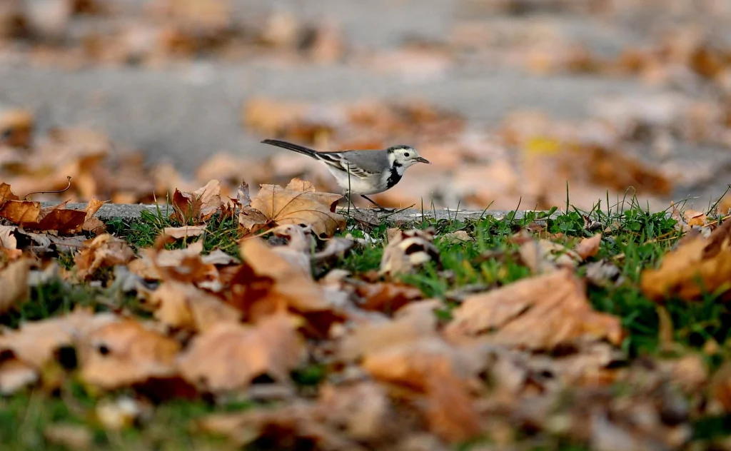 Bursa sonbaharda bir başka güzel (FOTO GALERİ)