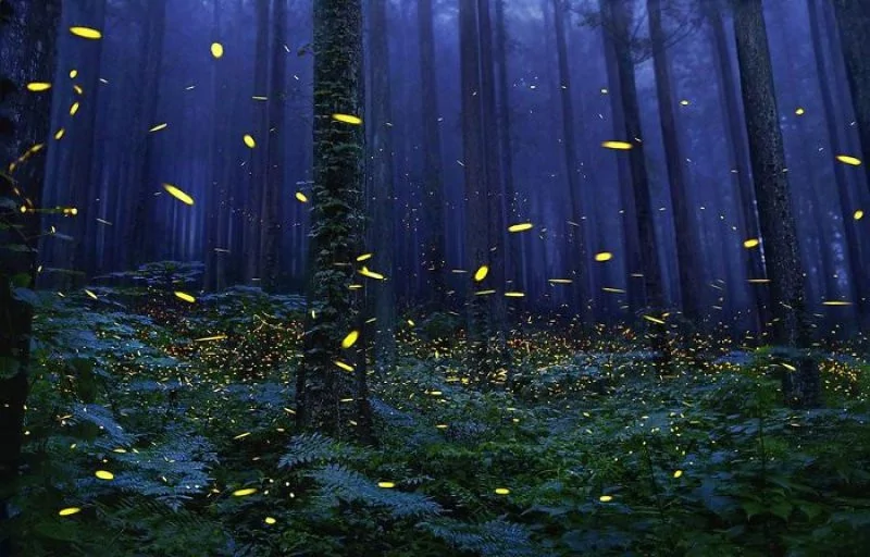 Nesli tükenmek üzere olan hayvanlar!