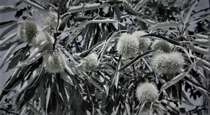 İşte Bursa Efsaneleri