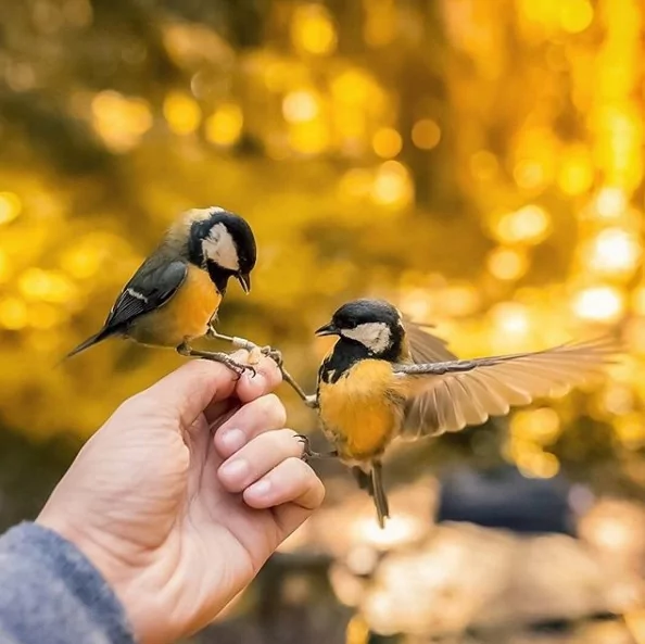 Angry Birds gerçek olsaydı