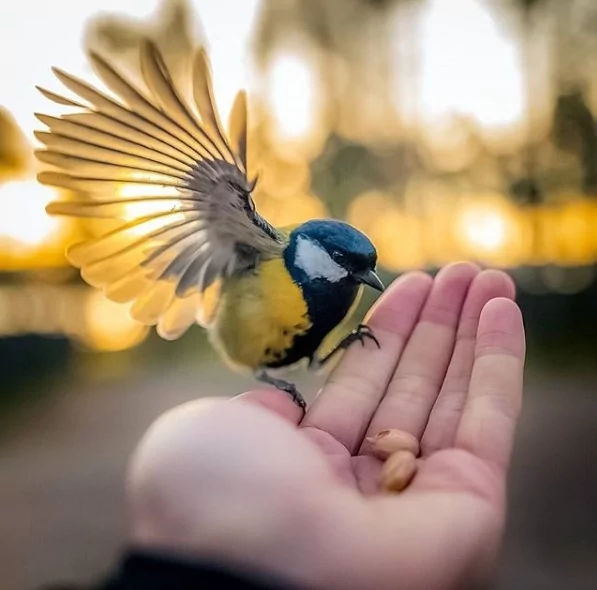 Angry Birds gerçek olsaydı