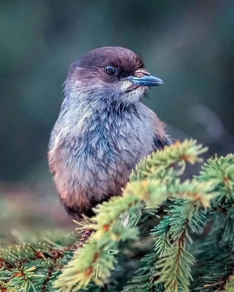 Angry Birds gerçek olsaydı