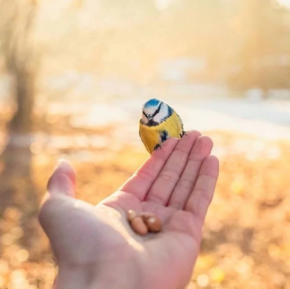 Angry Birds gerçek olsaydı