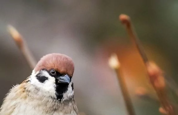 Angry Birds gerçek olsaydı