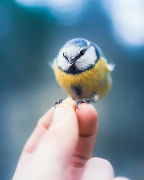 Angry Birds gerçek olsaydı