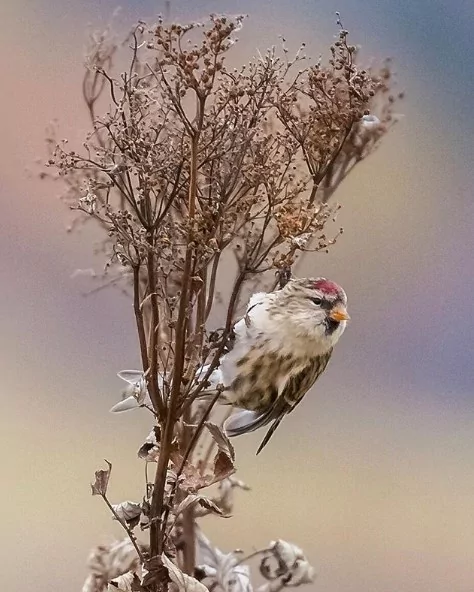 Angry Birds gerçek olsaydı
