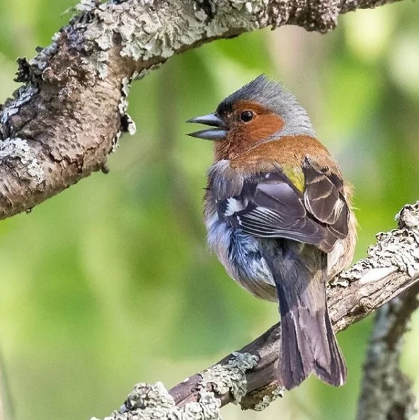 Angry Birds gerçek olsaydı